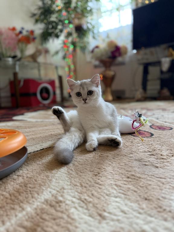 Stella photo 1