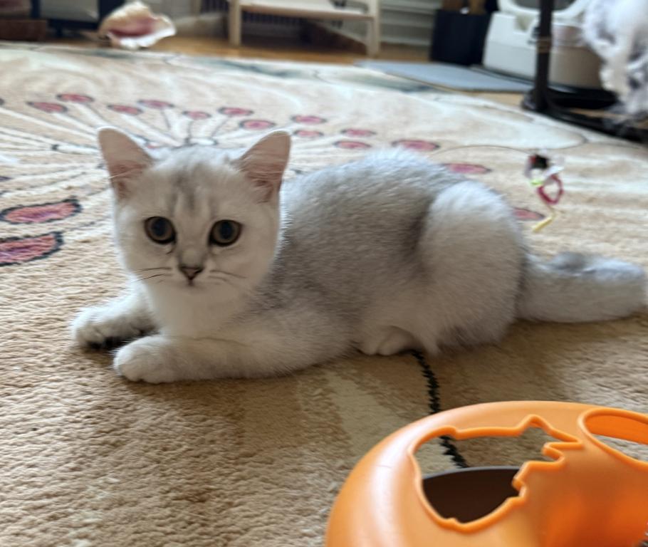 Stella photo 6