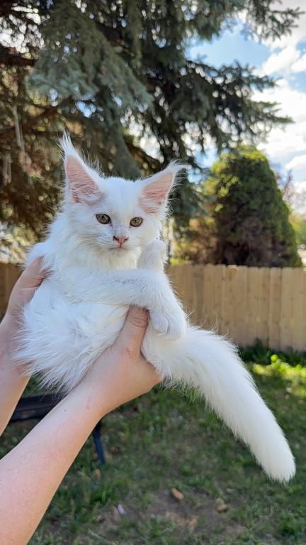 Xayahs Litter photo 3