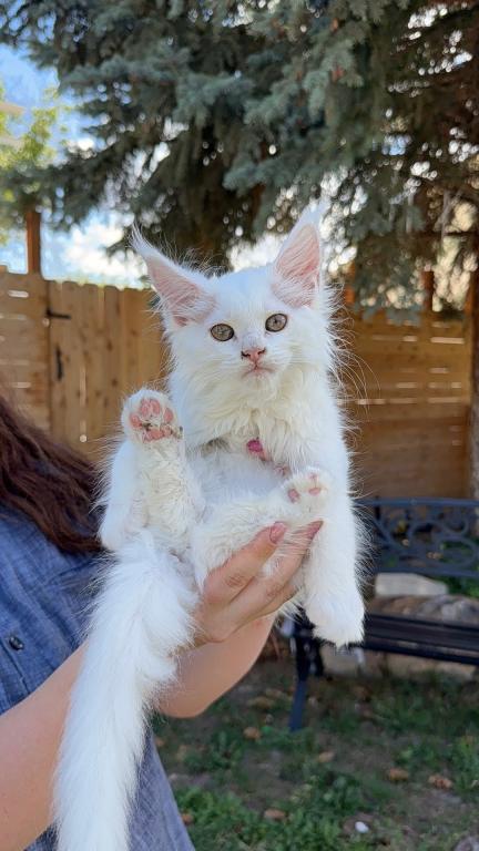 Xayahs Litter photo 2