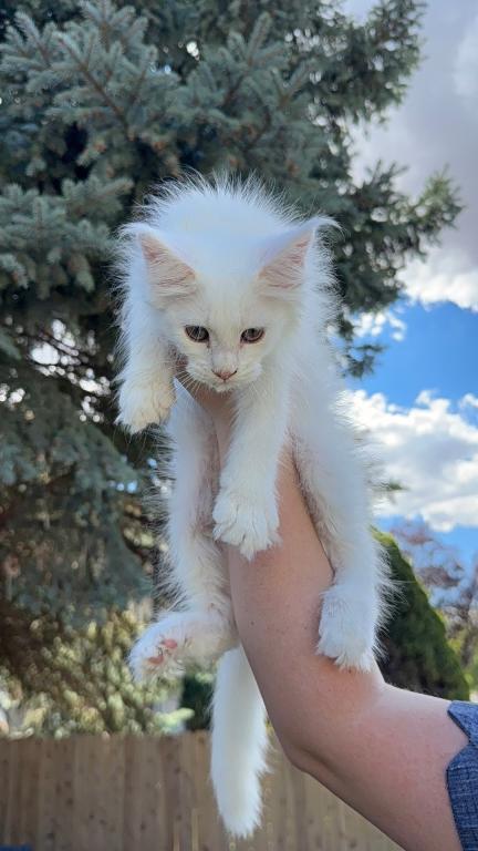 Xayahs Litter photo 5