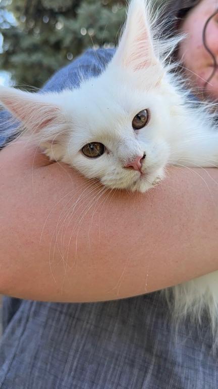 Xayahs Litter photo 4