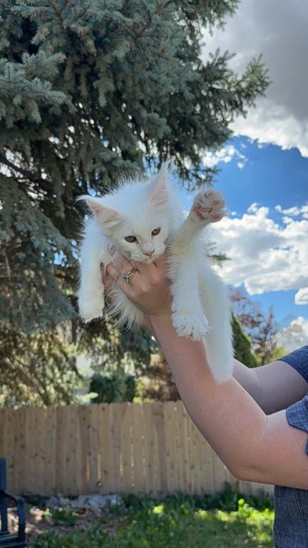 Xayahs Litter photo 7