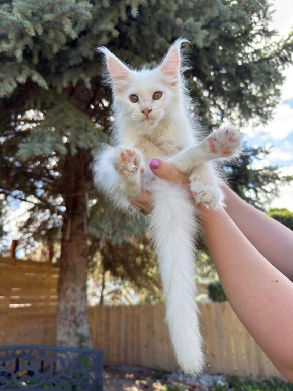 Xayahs Litter photo 6
