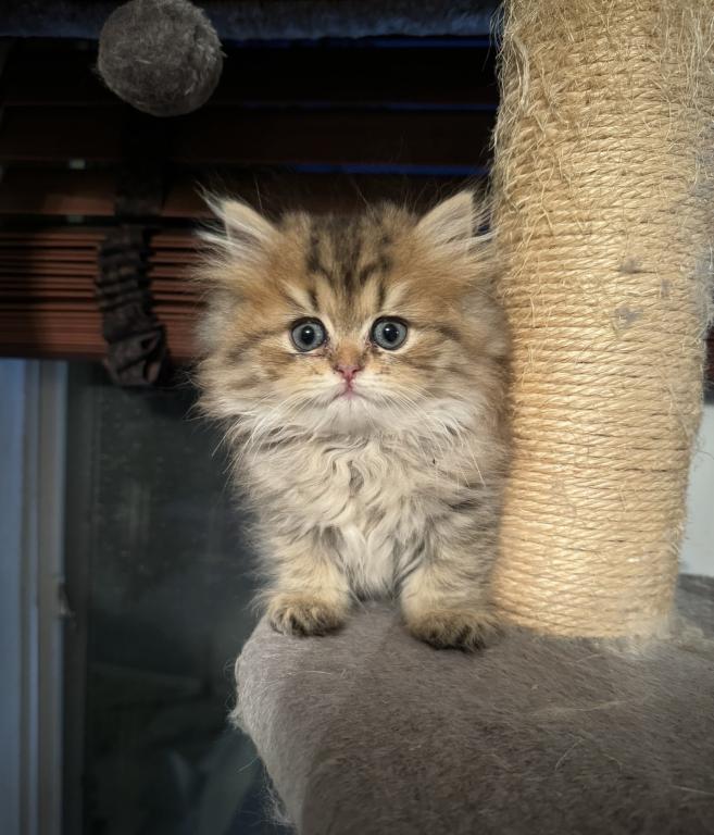 Purebred Persian Tabby Male photo 4