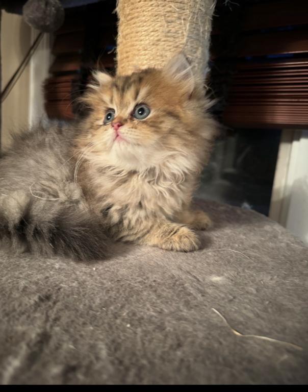Purebred Persian Tabby Male