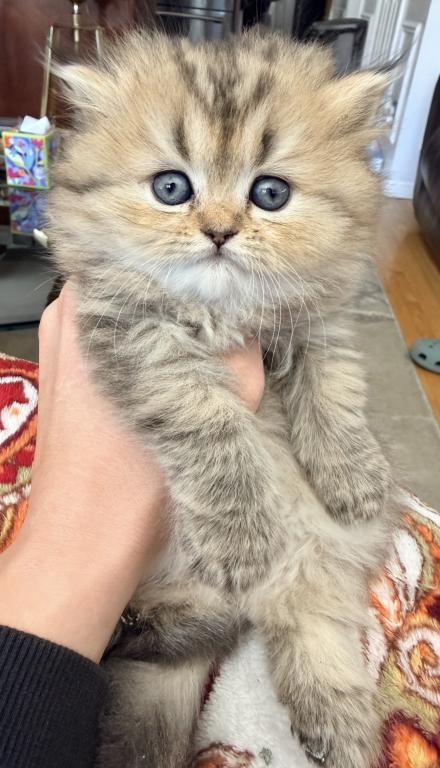 Purebred Persian Tabby Male photo 2