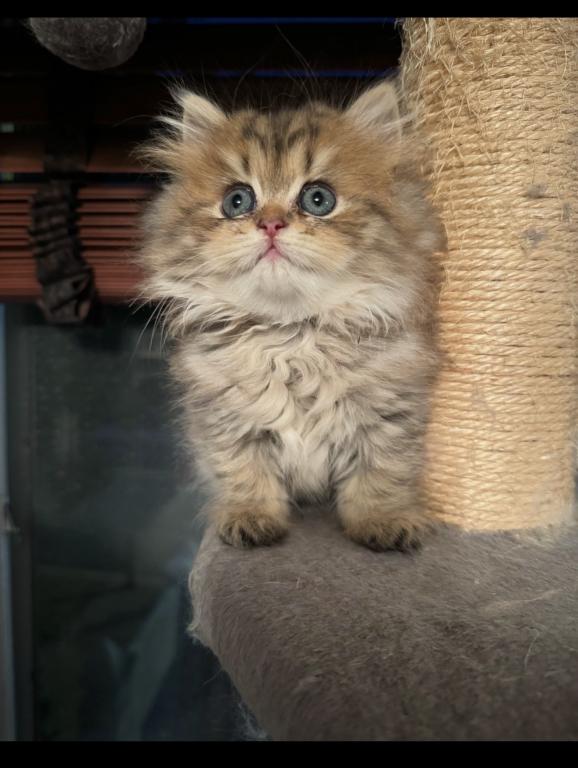 Purebred Persian Tabby Male photo 3