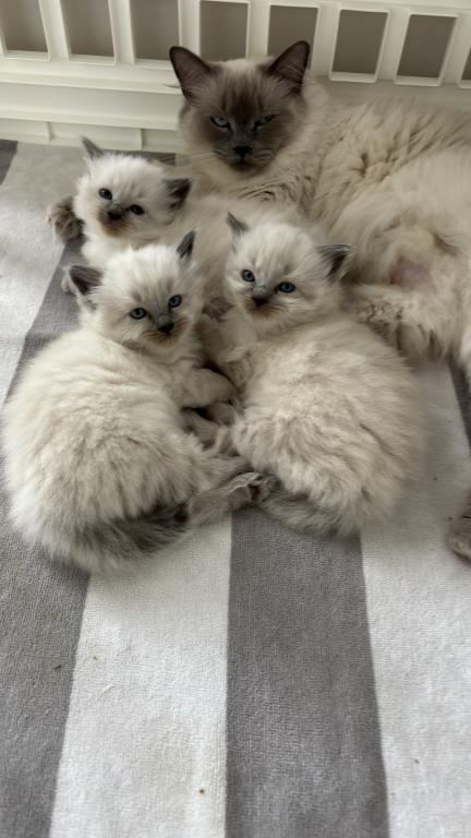Ragdoll Litter photo 3