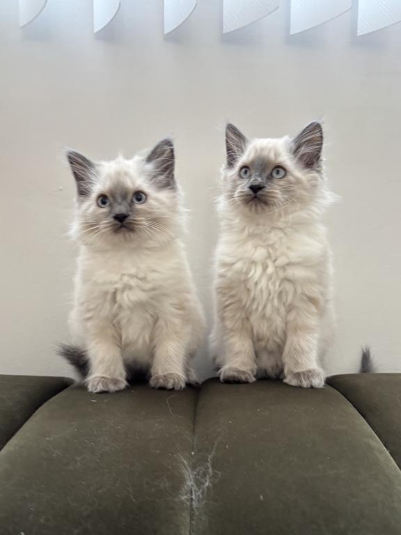 Ragdoll Litter photo 5