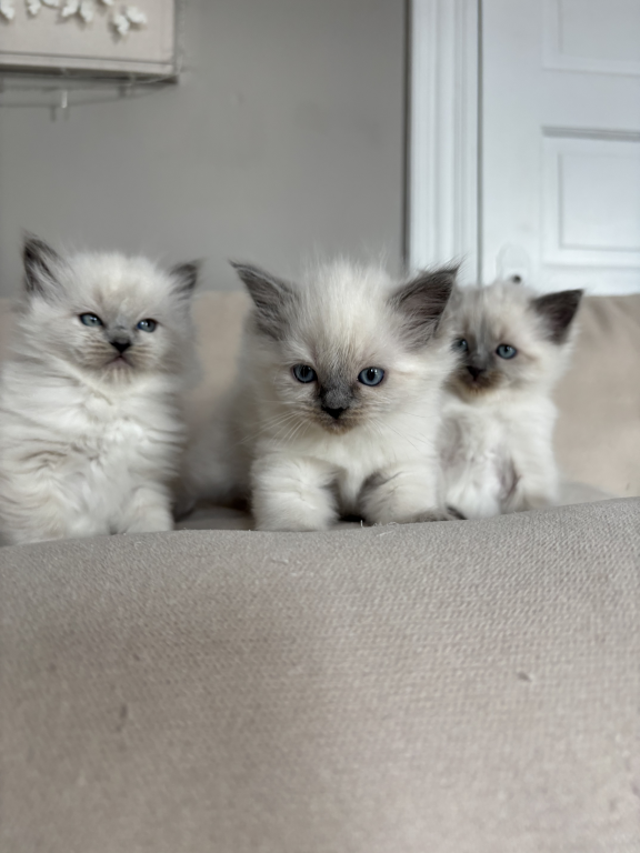 Ragdoll Litter photo 15