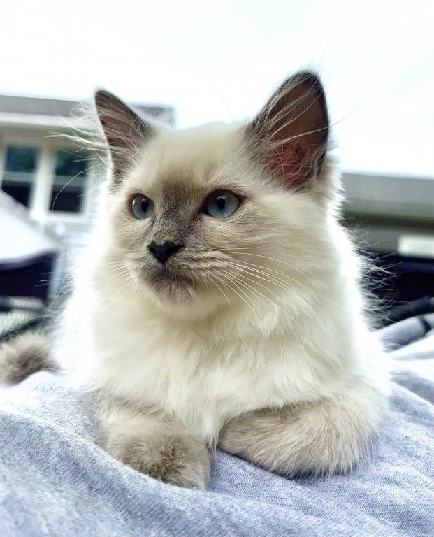 Ragdoll Litter photo 7