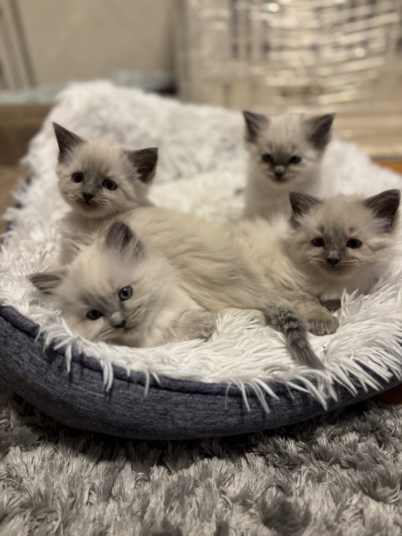 Ragdoll Litter photo 13