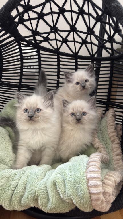 Ragdoll Litter photo 2