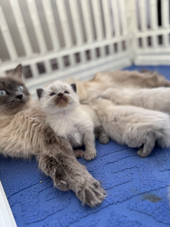 Ragdoll Litter photo 18