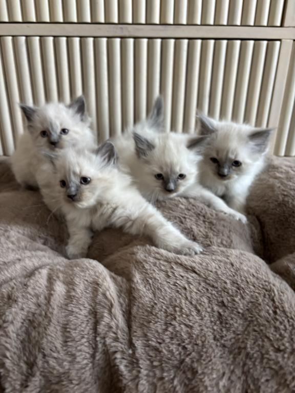 Ragdoll Litter photo 6