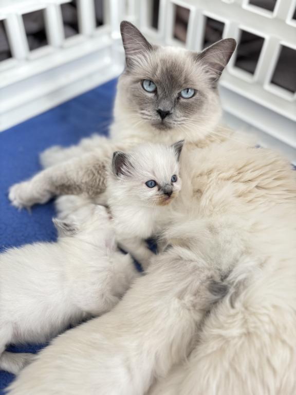 Ragdoll Litter photo 10