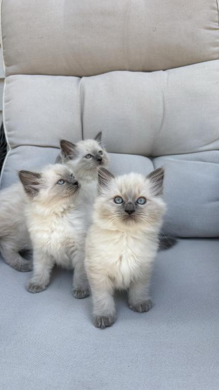 Ragdoll Litter
