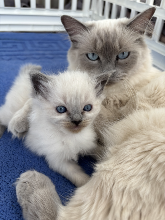 Ragdoll Litter photo 16