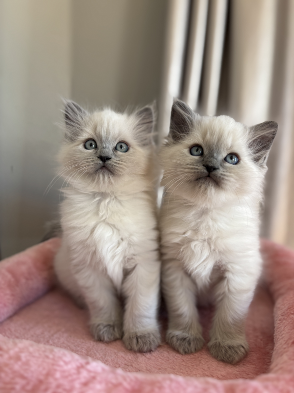 Ragdoll Litter photo 12