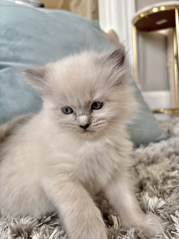 Ragdoll Litter photo 14
