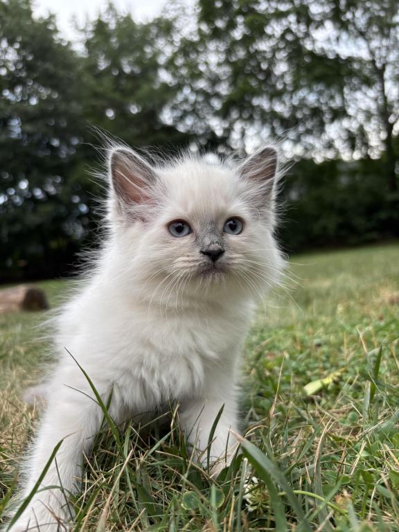 Ragdoll Litter photo 8