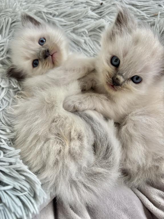 Ragdoll Litter photo 17