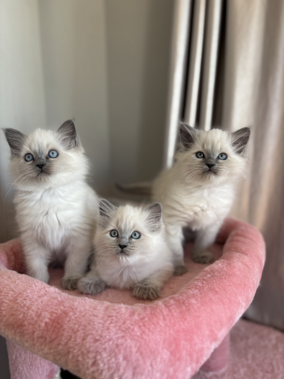 Ragdoll Litter photo 11