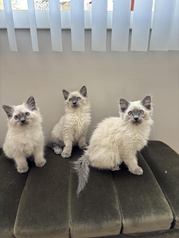 Ragdoll Litter photo 4