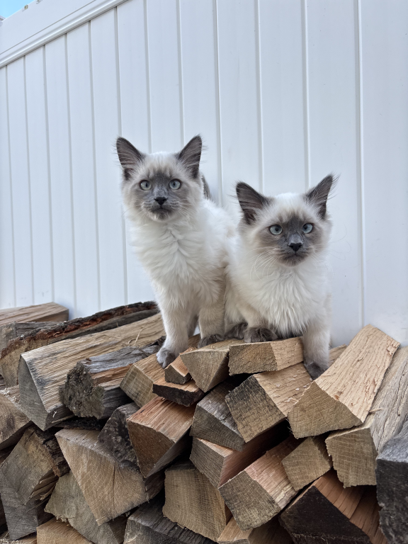 Ragdoll Litter photo 9