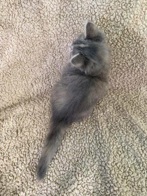 Blue Amber Classic Torbie Karpati Pink Female photo 2