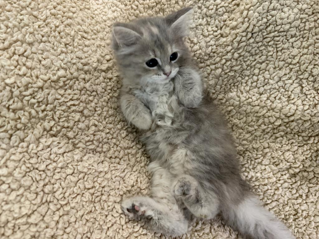 Blue Amber Classic Torbie Karpati Pink Female photo 3