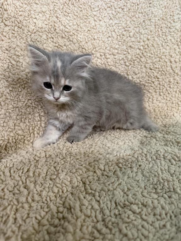 Blue Amber Classic Torbie Karpati Pink Female