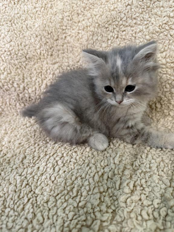 Blue Amber Classic Torbie Karpati Pink Female photo 4