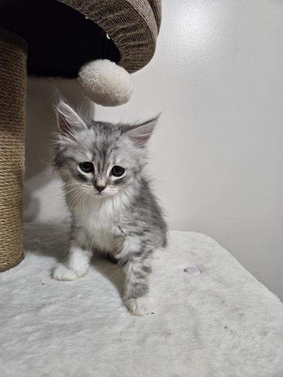 Siberian  British Shorthair photo 7
