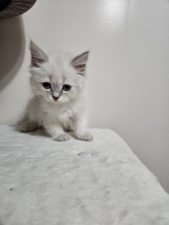 Siberian  British Shorthair photo 6
