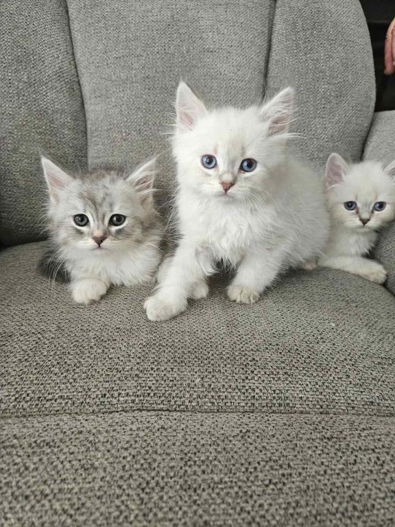 Siberian  British Shorthair photo 5