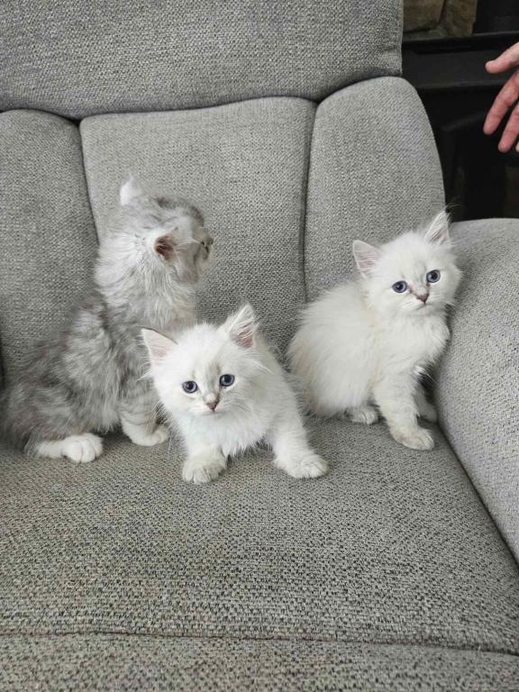 Siberian  British Shorthair photo 4