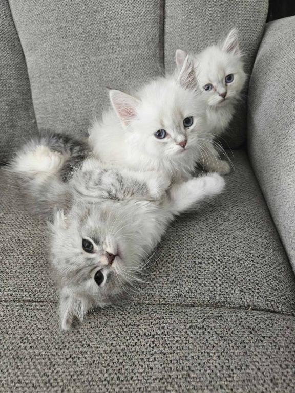 Siberian  British Shorthair photo 1
