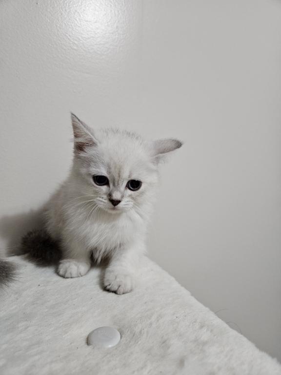 Siberian  British Shorthair photo 8