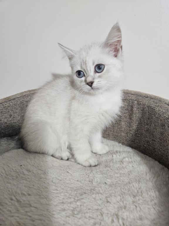 Siberian  British Shorthair photo 3