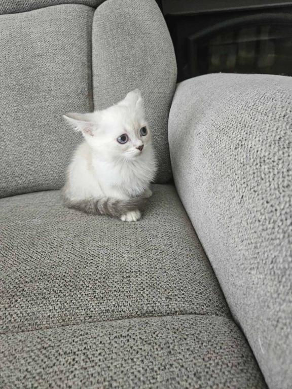 Siberian  British Shorthair photo 2