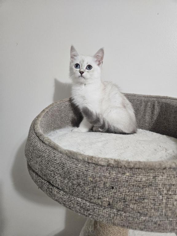 Siberian  British Shorthair photo 5