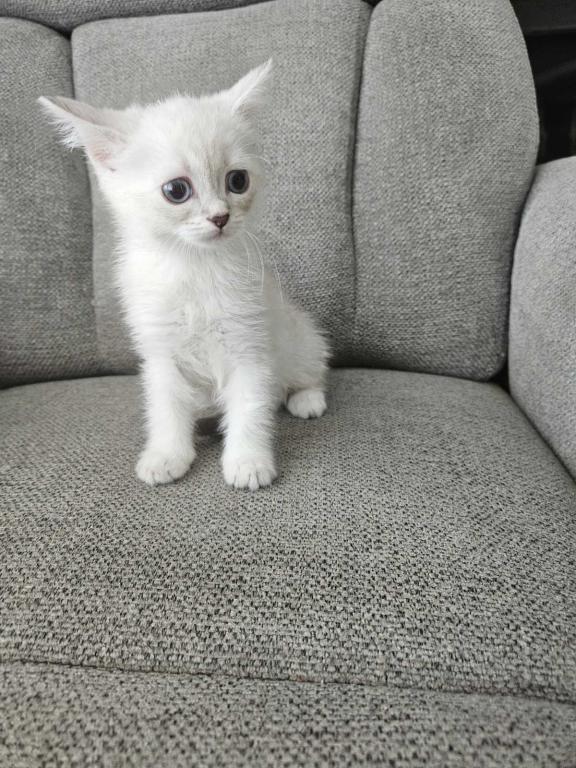 Siberian  British Shorthair photo 3