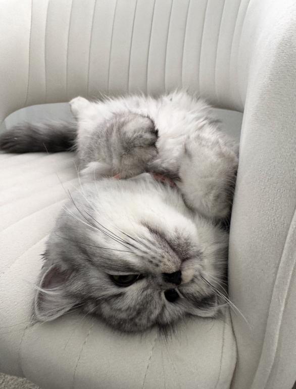 Luna photo 2