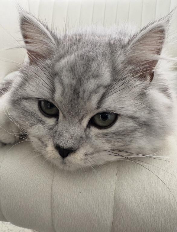 Luna photo 3