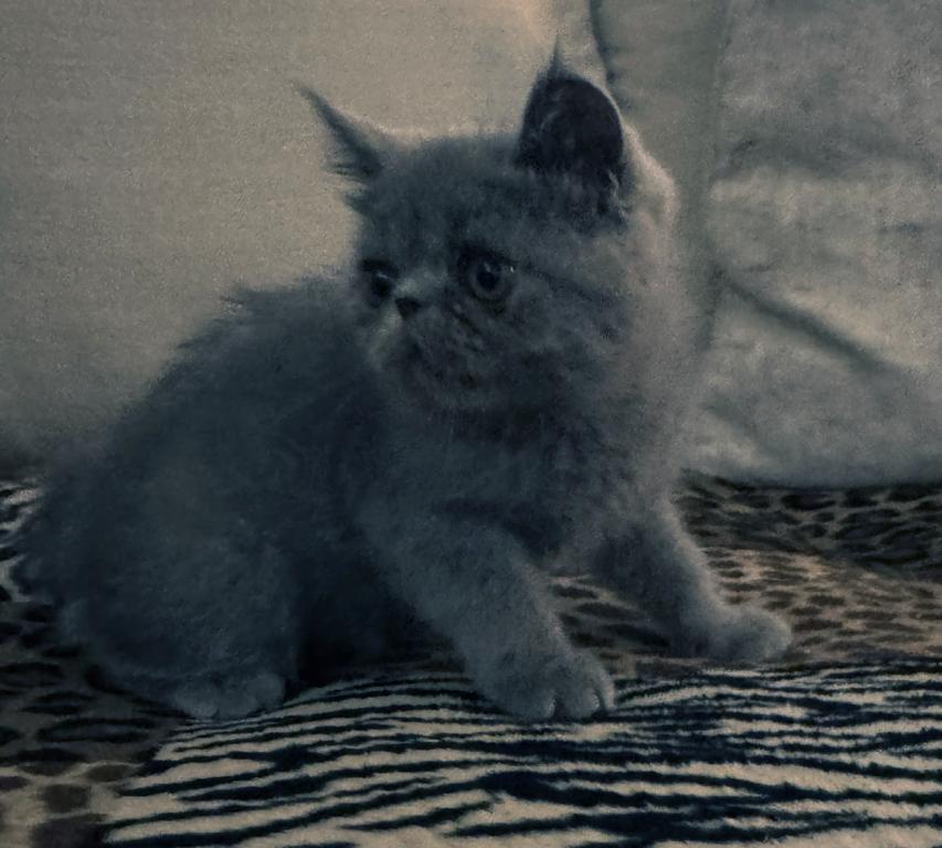 Graysi Is A Gorgeous Blue Exotic Persian Mix