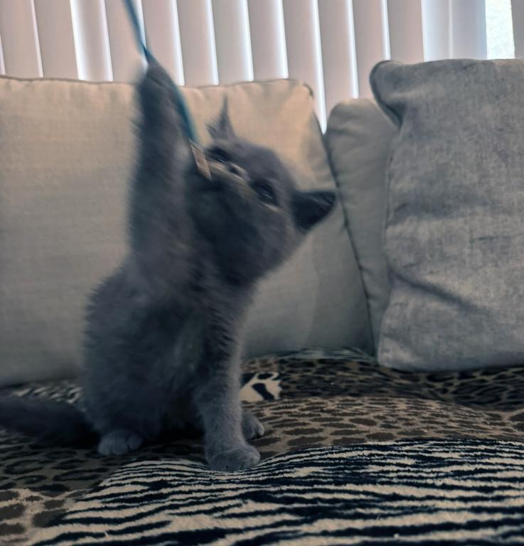 Graysi Is A Gorgeous Blue Exotic Persian Mix photo 8
