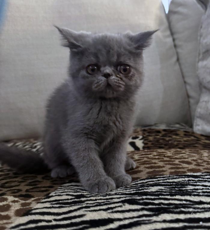 Graysi Is A Gorgeous Blue Exotic Persian Mix photo 9