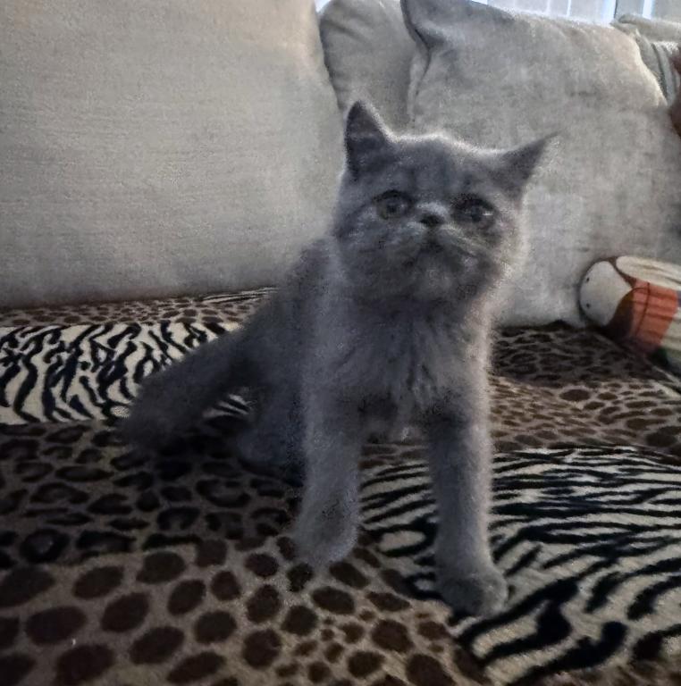 Graysi Is A Gorgeous Blue Exotic Persian Mix photo 7
